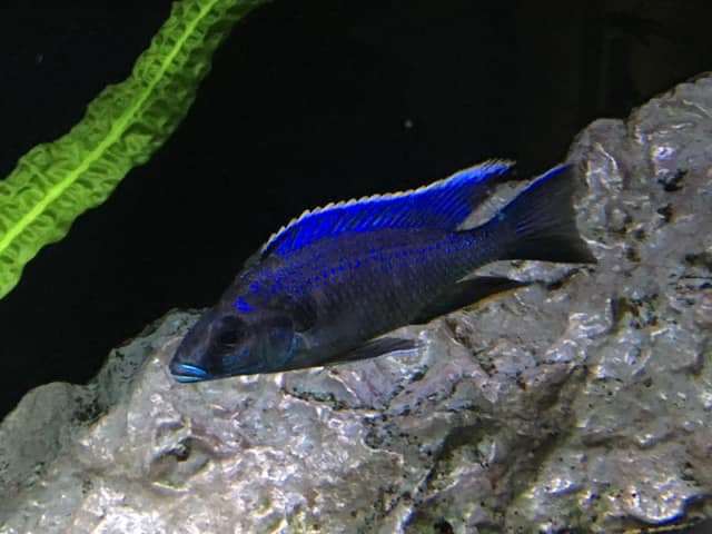 Otopharynx cf. lithobates